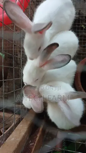 6 Week-Old Rabbit for Sale 