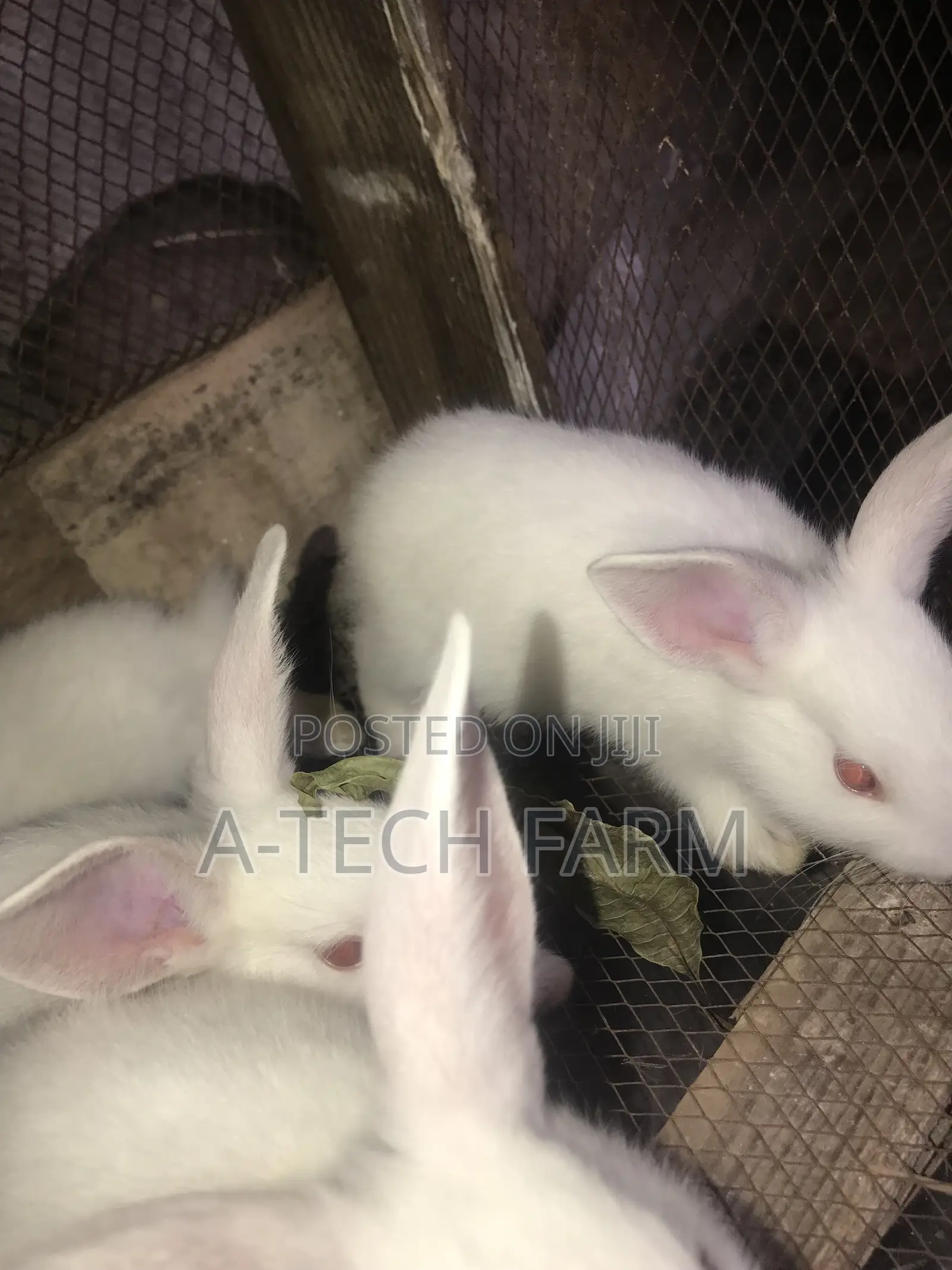 6 Week-Old Rabbit for Sale 