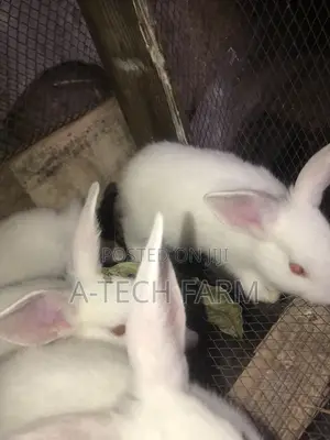 6 Week-Old Rabbit for Sale 