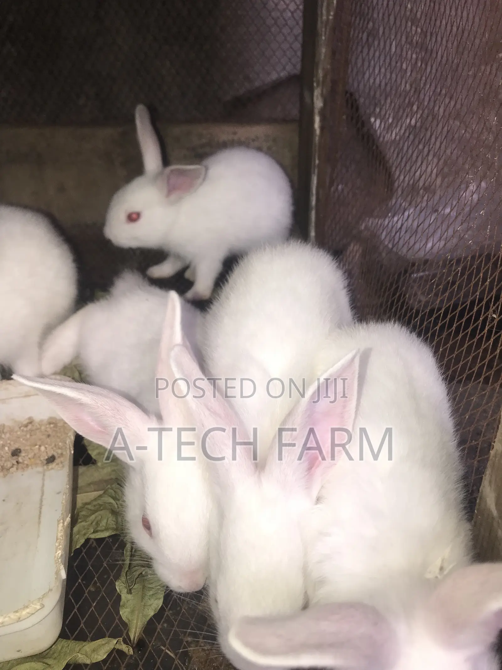 6 Week-Old Rabbit for Sale 
