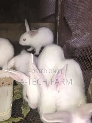 6 Week-Old Rabbit for Sale 