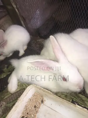 6 Week-Old Rabbit for Sale 