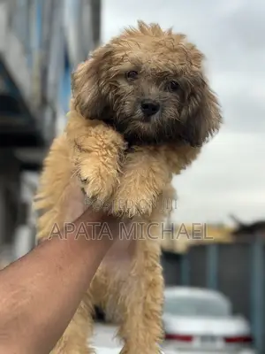 3-6 months Male Purebred Lhasa Apso