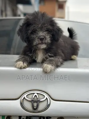 1-3 months Female Purebred Lhasa Apso