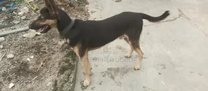 1+ year Male Purebred German Shepherd