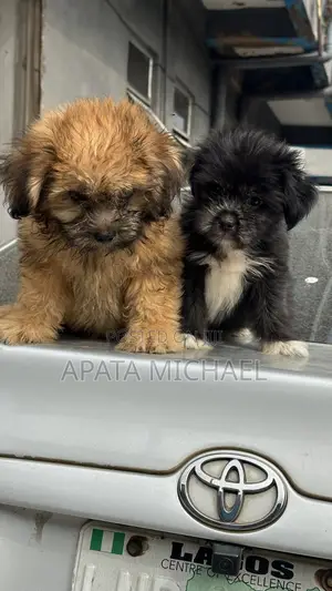 1-3 months Male Purebred Lhasa Apso