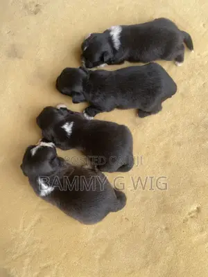 0-1 month Female Purebred Lhasa Apso