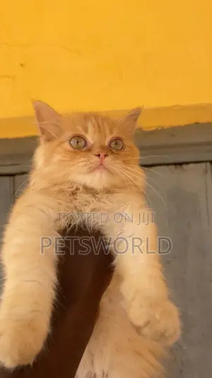 1-3 months Female Purebred Persian