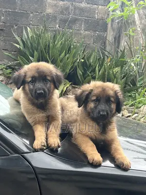 1-3 months Male Purebred German Shepherd