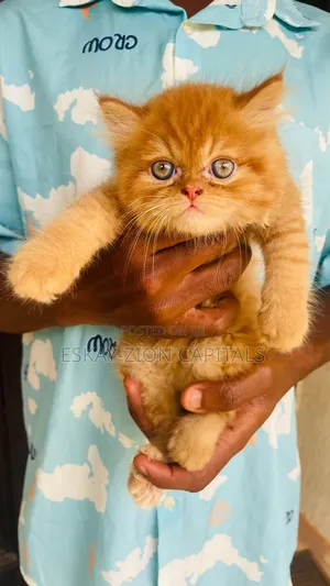 1-3 months Male Purebred Persian