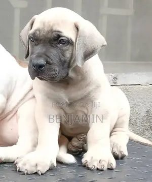 1-3 months Male Purebred Boerboel