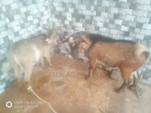 Female and Male Twins Goat)