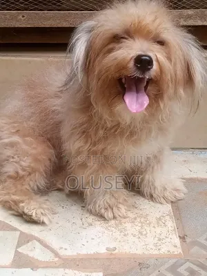 1+ year Male Purebred Lhasa Apso