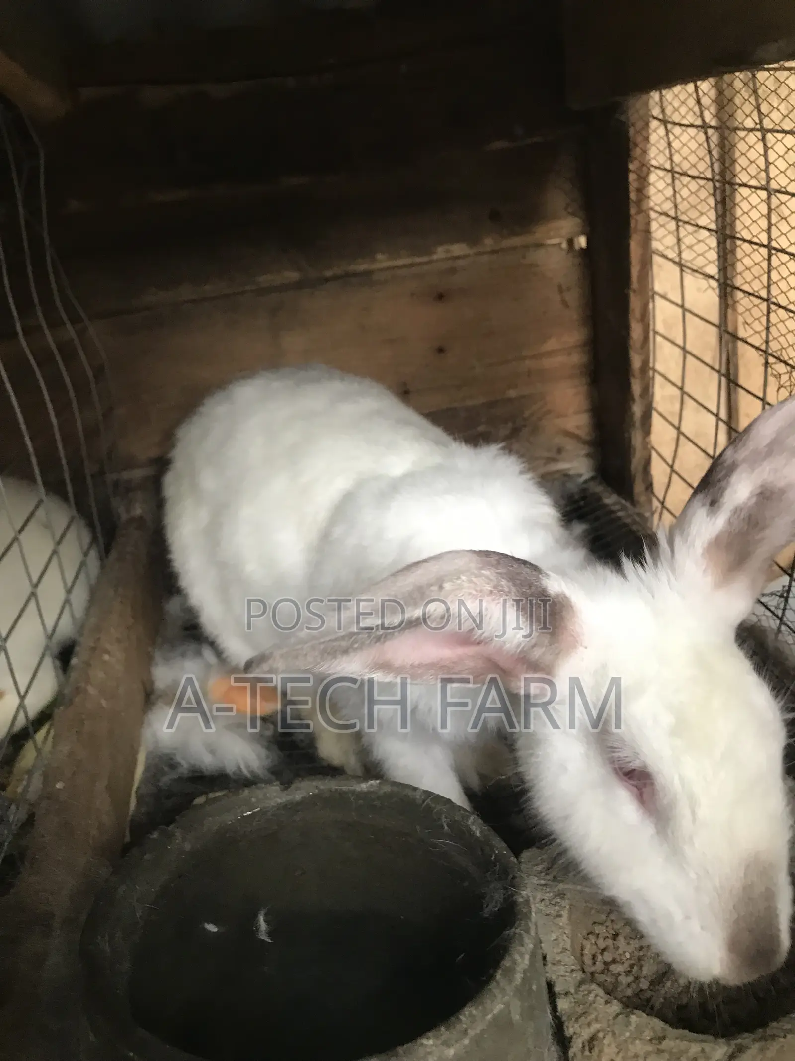 Quality Meat Rabbit for Sale