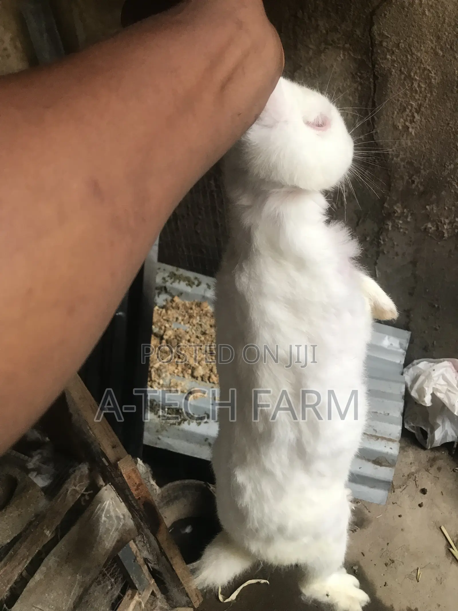 Quality Meat Rabbit for Sale