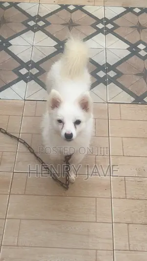 1+ year Male Purebred American Eskimo
