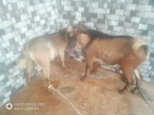 He and She Twins Goat)