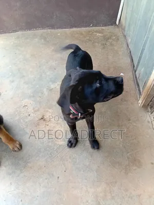 1-3 months Female Mixed Breed Boerboel