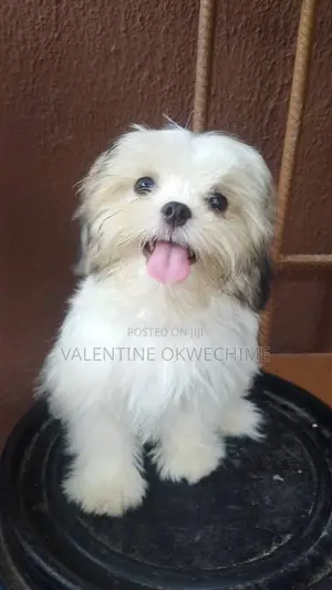 1-3 months Female Purebred Shih Tzu