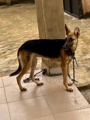 6-12 months Female Purebred German Shepherd