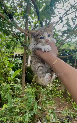 1-3 months Male Purebred Tabby