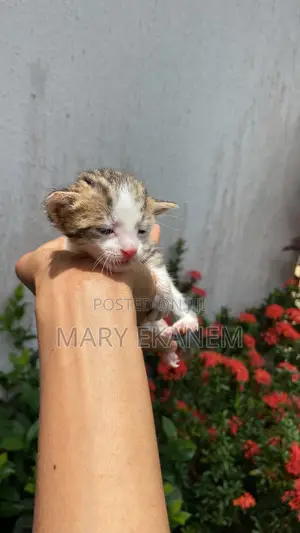 0-1 month Female Purebred American Shorthair