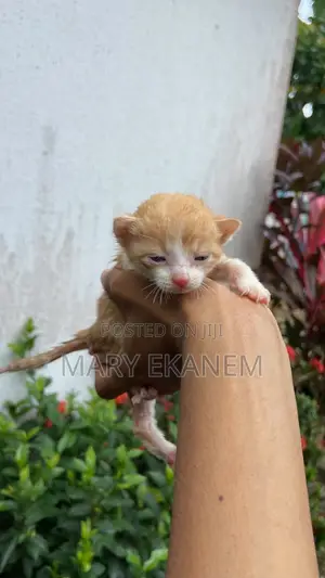 0-1 month Male Purebred American Shorthair