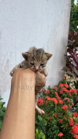 0-1 month Female Purebred American Shorthair