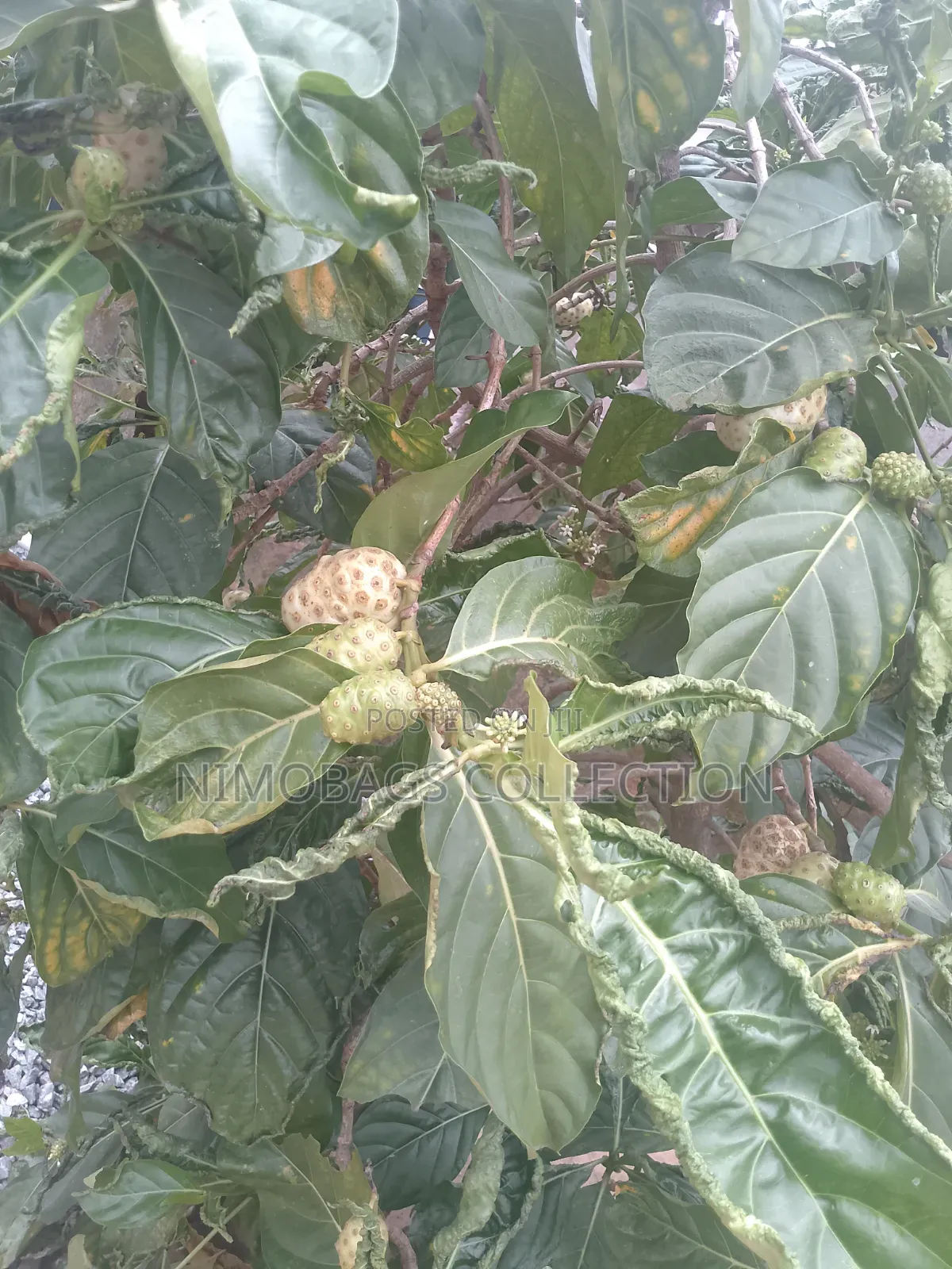 Noni Fruit