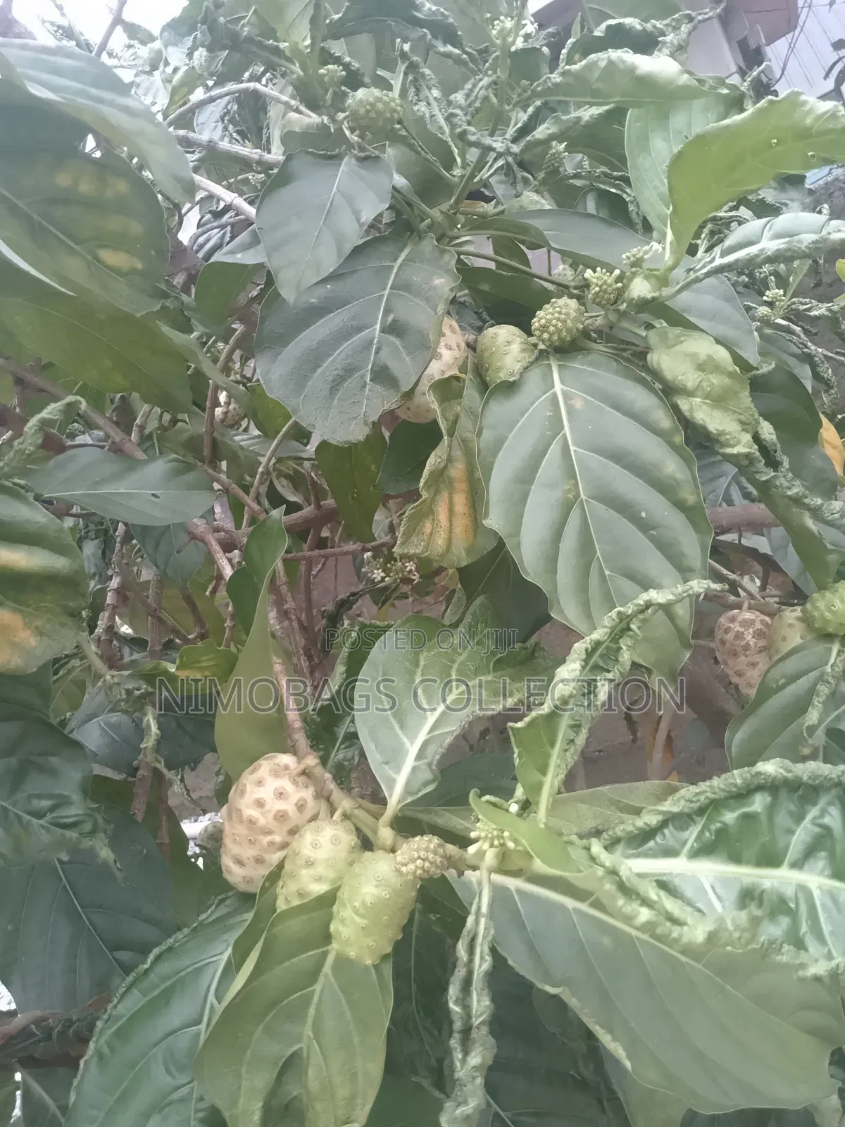 Noni Fruit