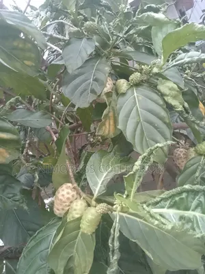 Noni Fruit