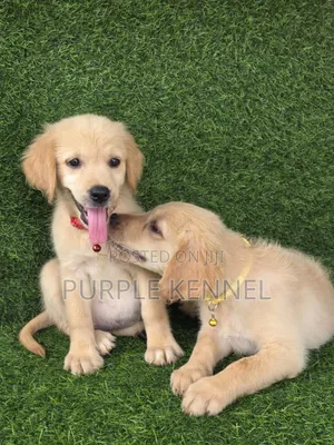 1-3 months Female Purebred Golden Retriever