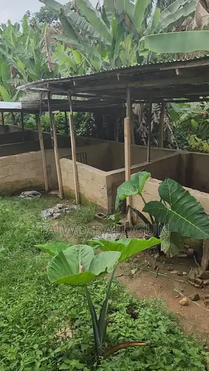 Pigs Farm for Sale