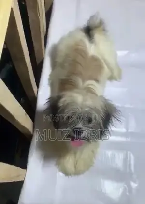 3-6 months Male Purebred Lhasa Apso