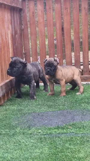 1-3 months Male Purebred Cane Corso