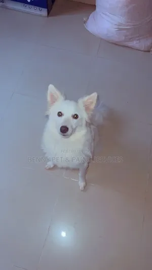 6-12 months Female Purebred American Eskimo