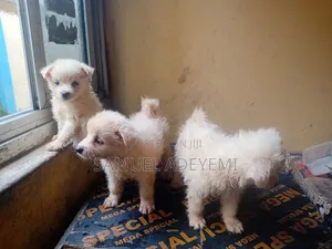 1-3 months Male Purebred American Eskimo