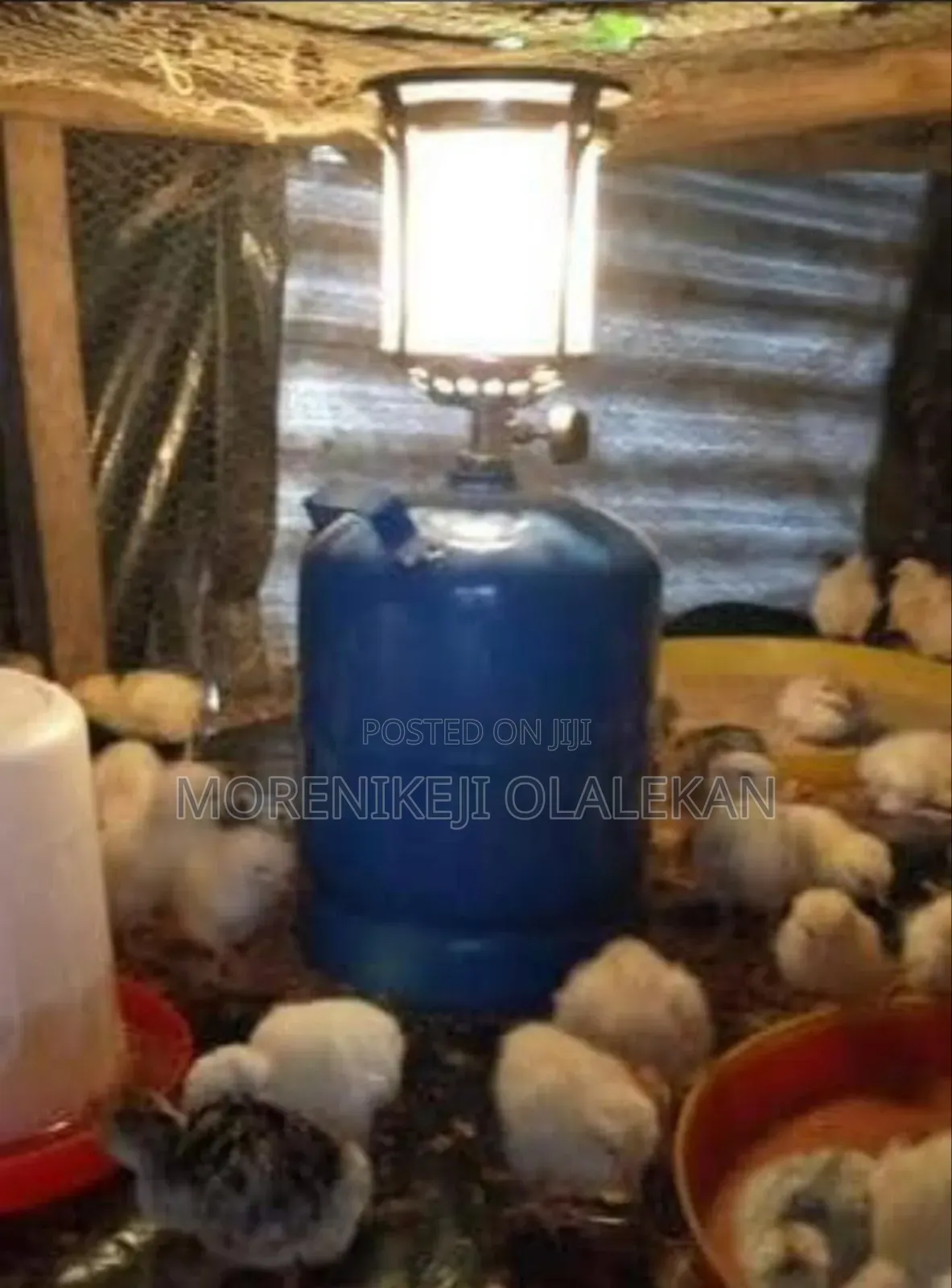 Gas Lamp Brooder