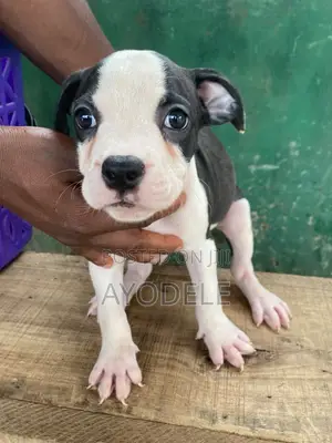 1-3 months Female Purebred American Pit Bull Terrier