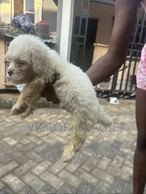 1-3 months Male Purebred Lhasa Apso