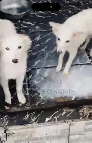 3-6 months Female Purebred American Eskimo