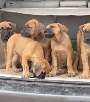 1-3 months Female Purebred Boerboel
