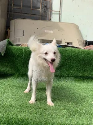 1+ year Female Purebred American Eskimo