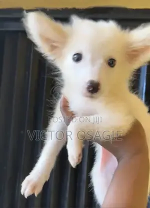 1-3 months Female Purebred American Eskimo