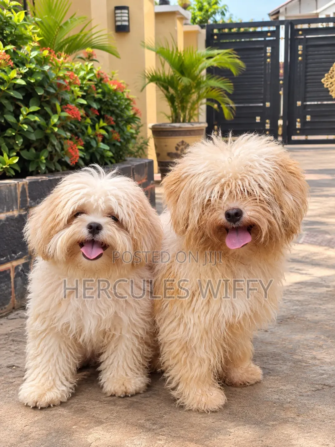 Lhasa Apso Stud Service