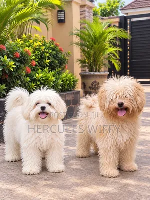 1+ year Male Purebred Lhasa Apso