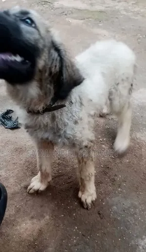 1-3 months Female Purebred Caucasian Shepherd