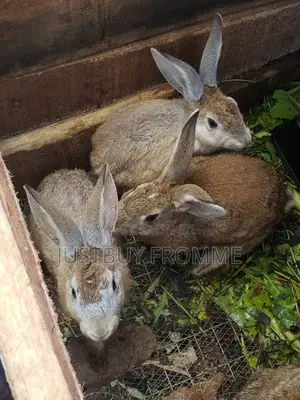 Young Rabbits