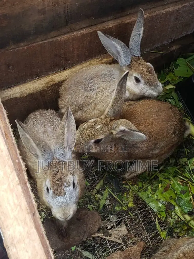 Young Rabbits