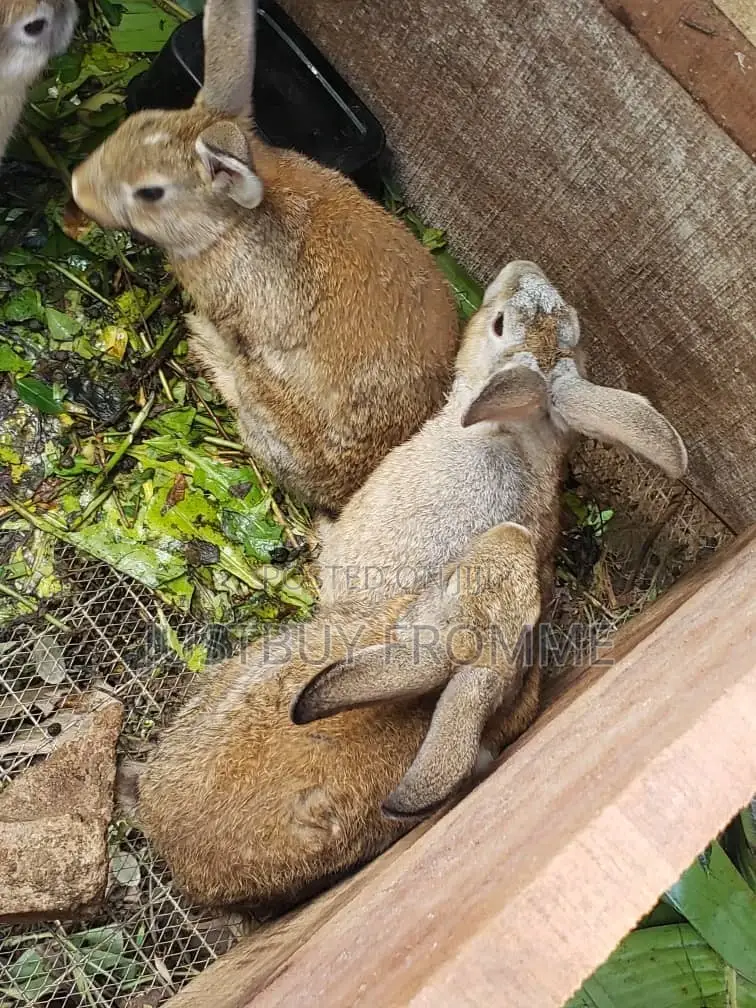 Young Rabbits